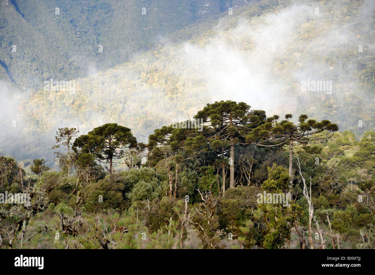 Forêt d'Araucaria et nuages, Sao Joaquim National Park, Morro da Pedra Furada highlands, Santa Catarina, Brésil Banque D'Images