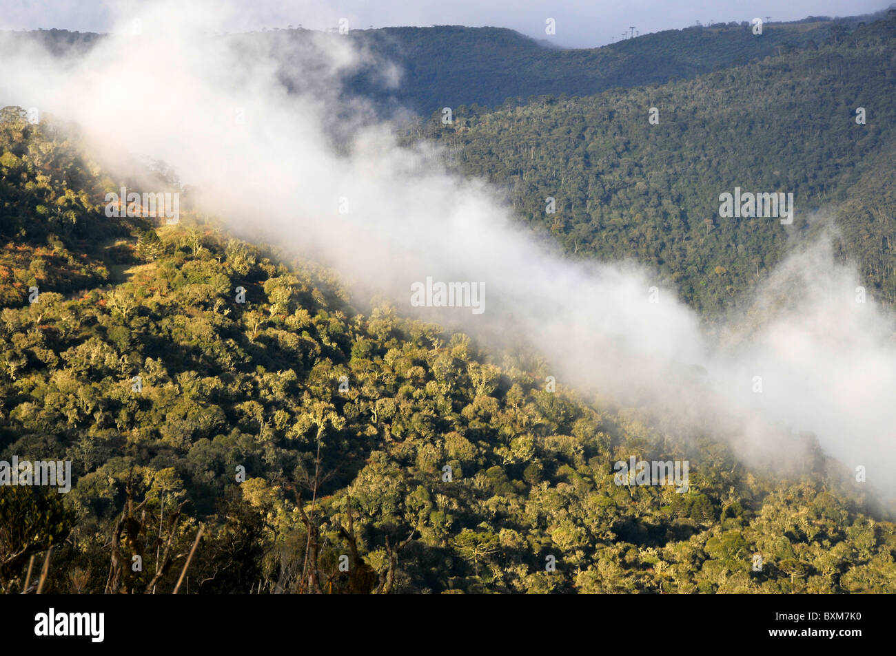 Forêt d'Araucaria et nuages, Sao Joaquim National Park, Morro da Pedra Furada highlands, Santa Catarina, Brésil Banque D'Images