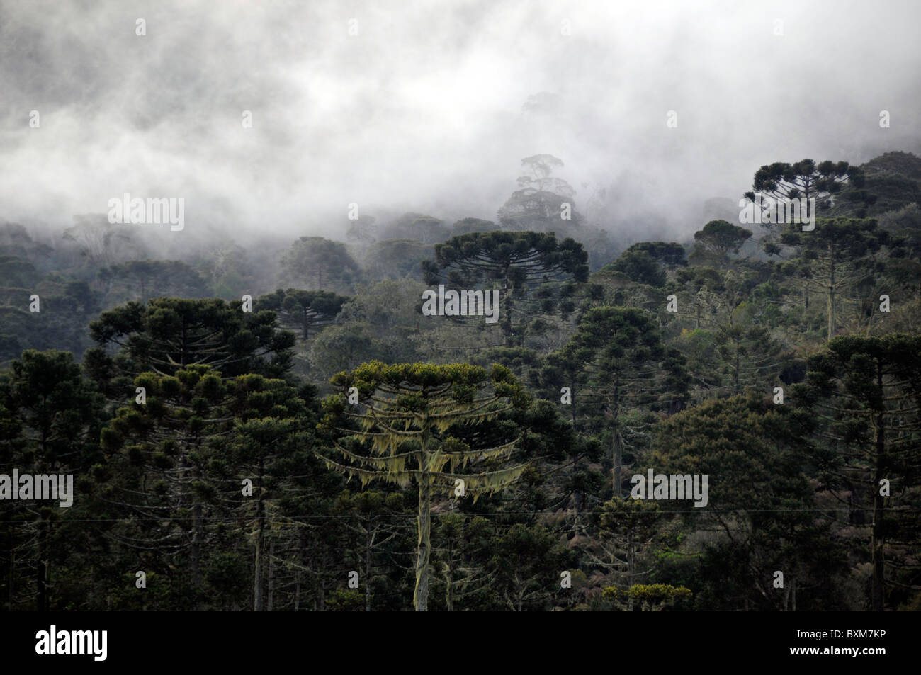 Forêt de pins ou de Parana arbres candélabres, Araucaria angustifolia, et les nuages, Sao Joaquim National Park, Santa Catarina, Brésil Banque D'Images