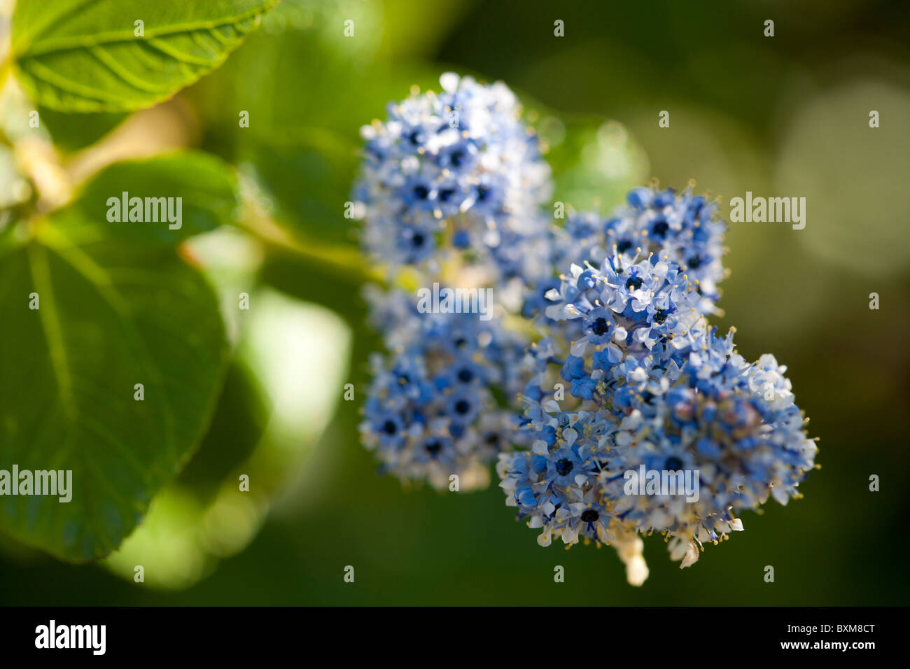 Arbuste à fleurs ceanothus bleu Banque D'Images