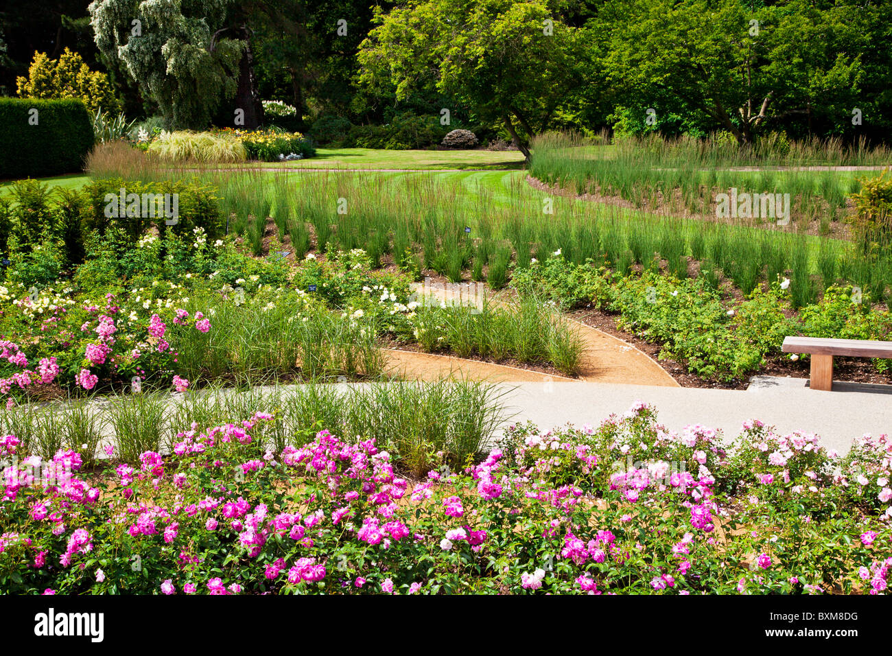 La nouvelle Rose Garden, ouvert en 2010, dans le Savill Gardens, partie de la Gendarmerie royale du paysage, près de Windsor, England, UK Banque D'Images