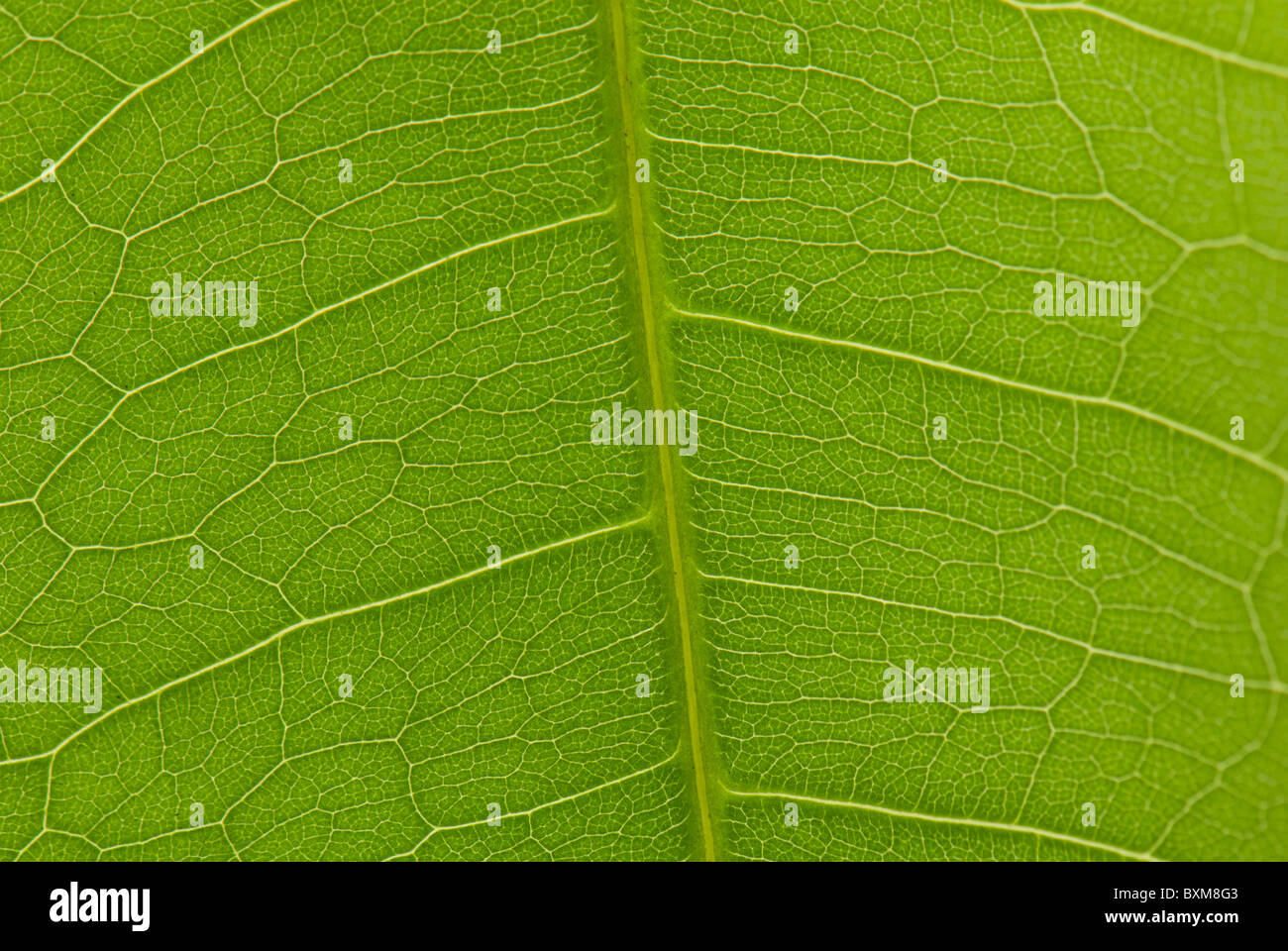 Plan macro sur un arbre d'argent (Pachira Aquatica) feuille Banque D'Images