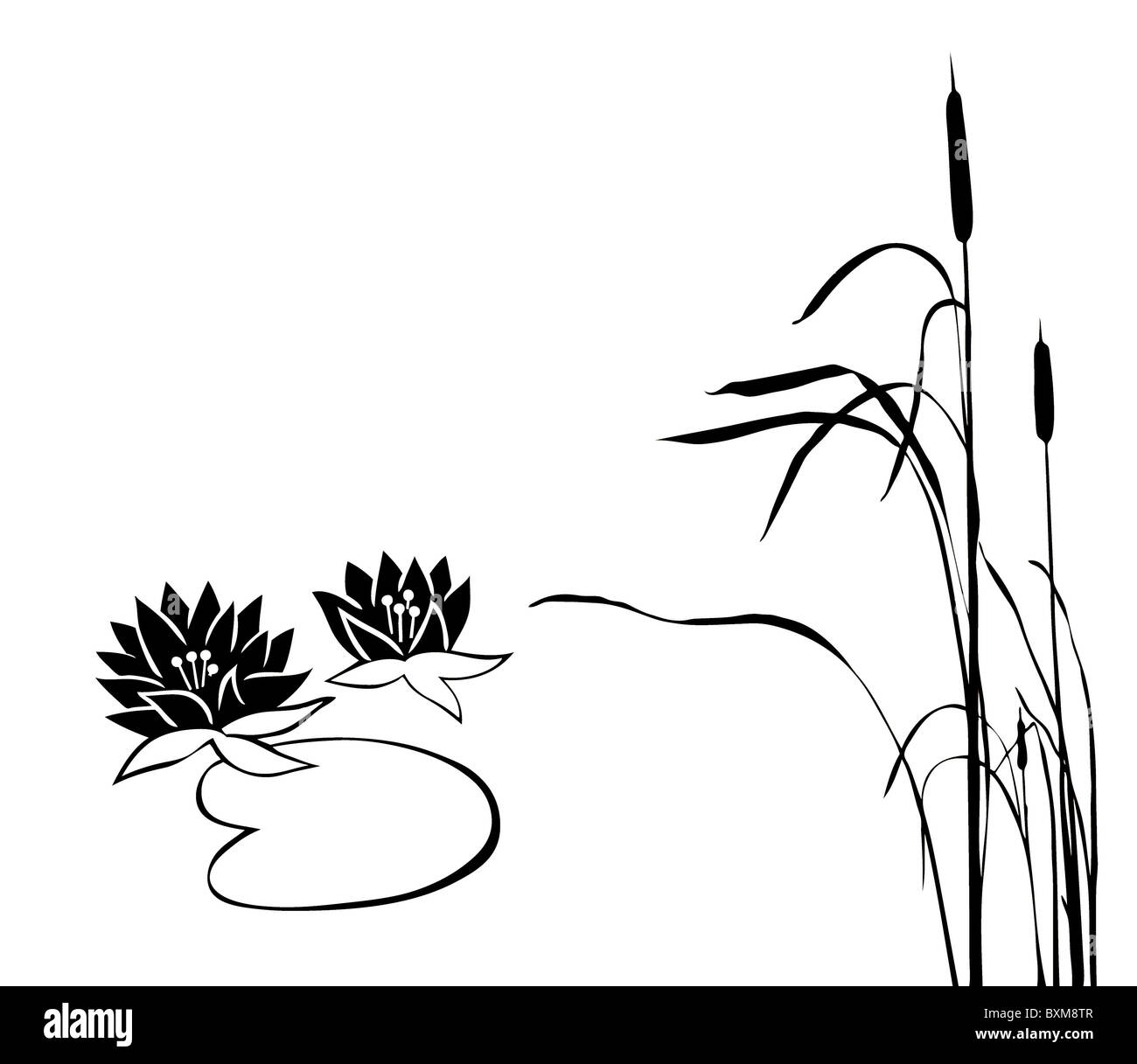 Vector silhouette de la plantes des marais sur fond blanc Banque D'Images