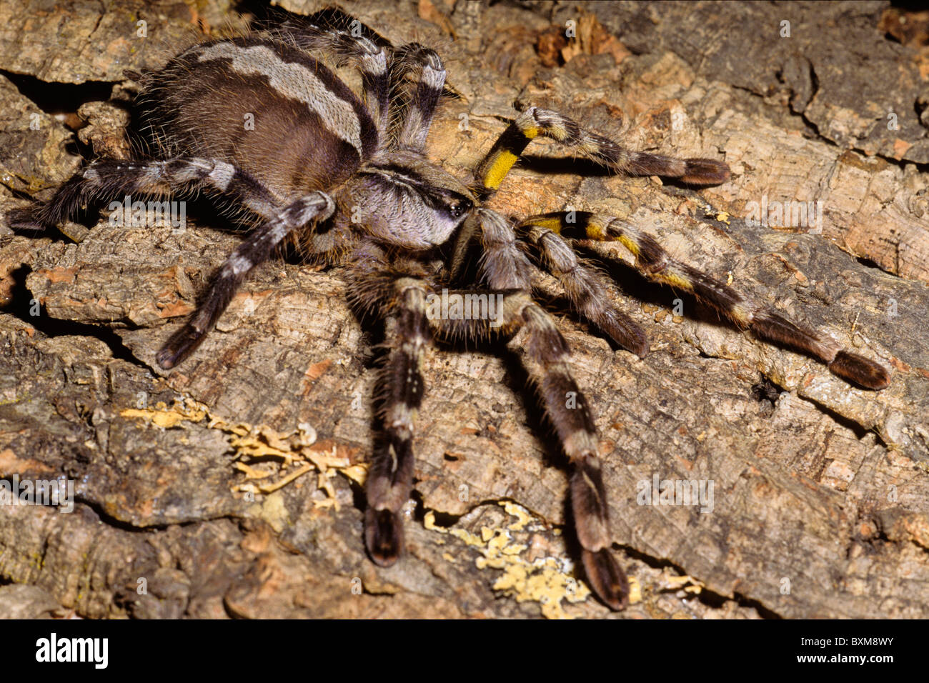 Ornement indien Poecilotheria regalis, spider Banque D'Images