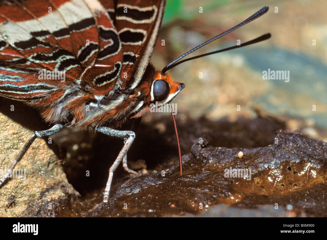 Pacha à deux queues, papillon Charaxes jasius, se nourrissant d'excréments, Sierra de Gredos, Espagne Banque D'Images