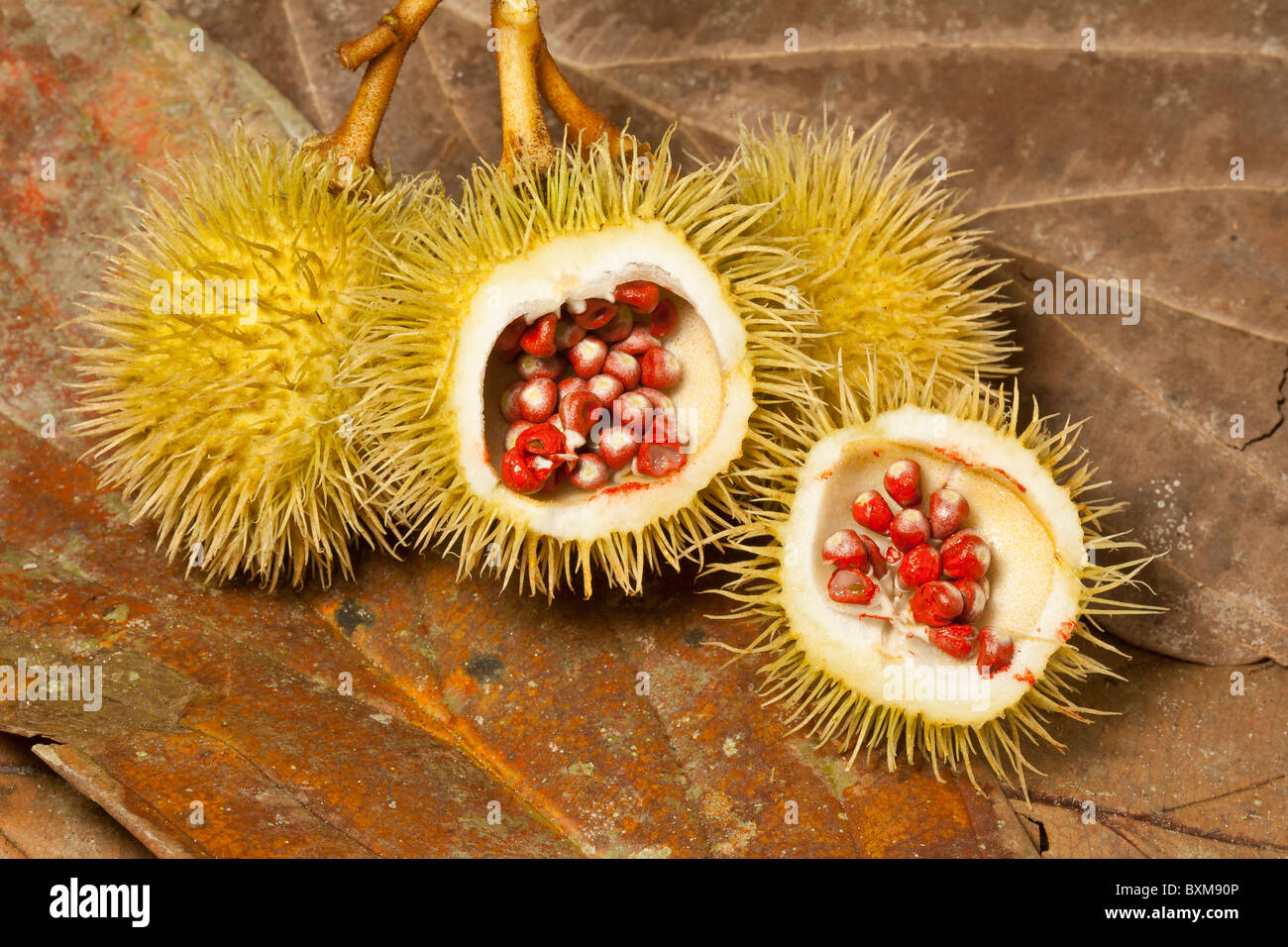 Graines Achiote (Bixa orellana) montrant le colorant rocou qu'ils produisent. Banque D'Images