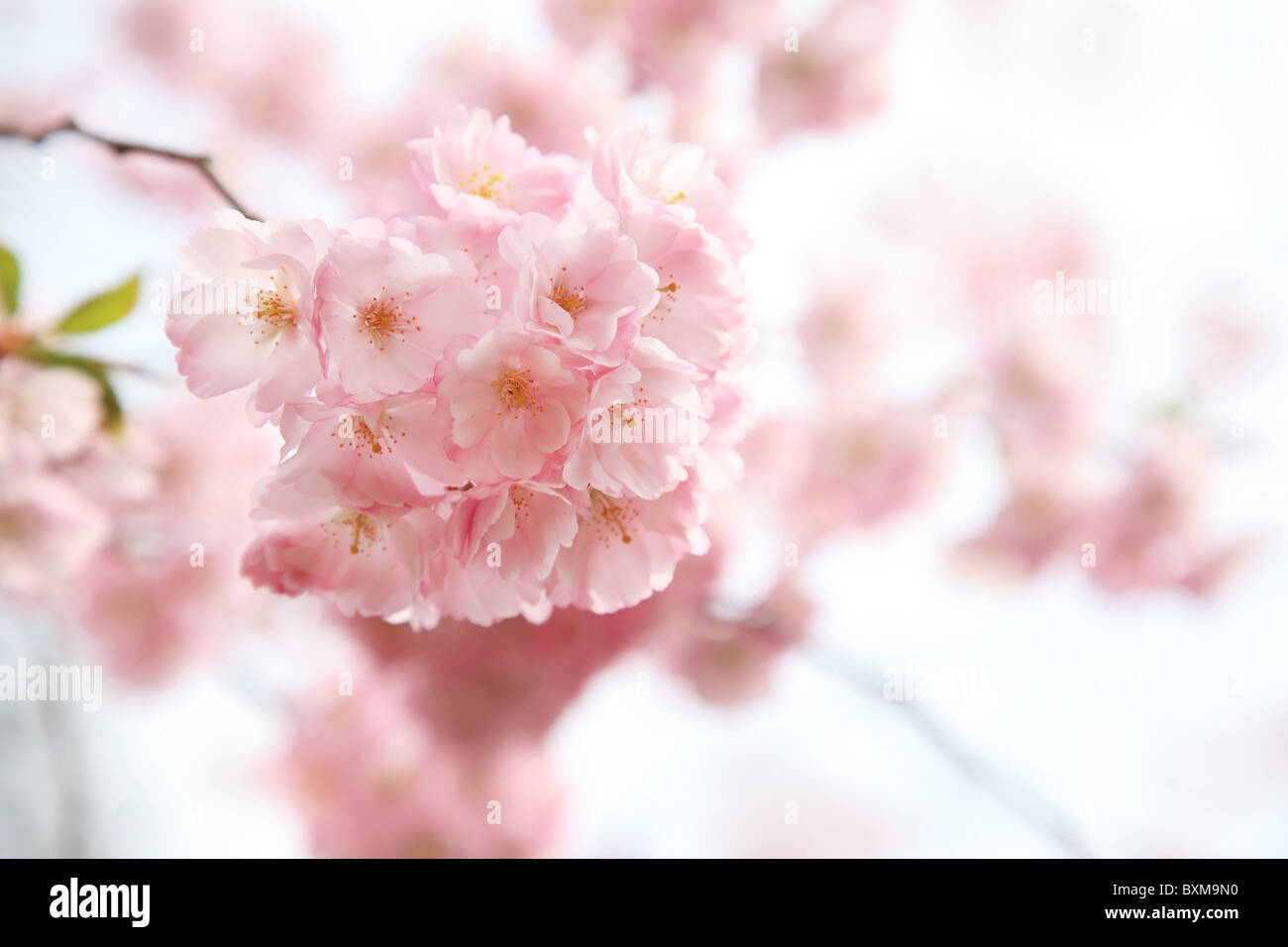 Cerisiers en fleurs au printemps Banque D'Images