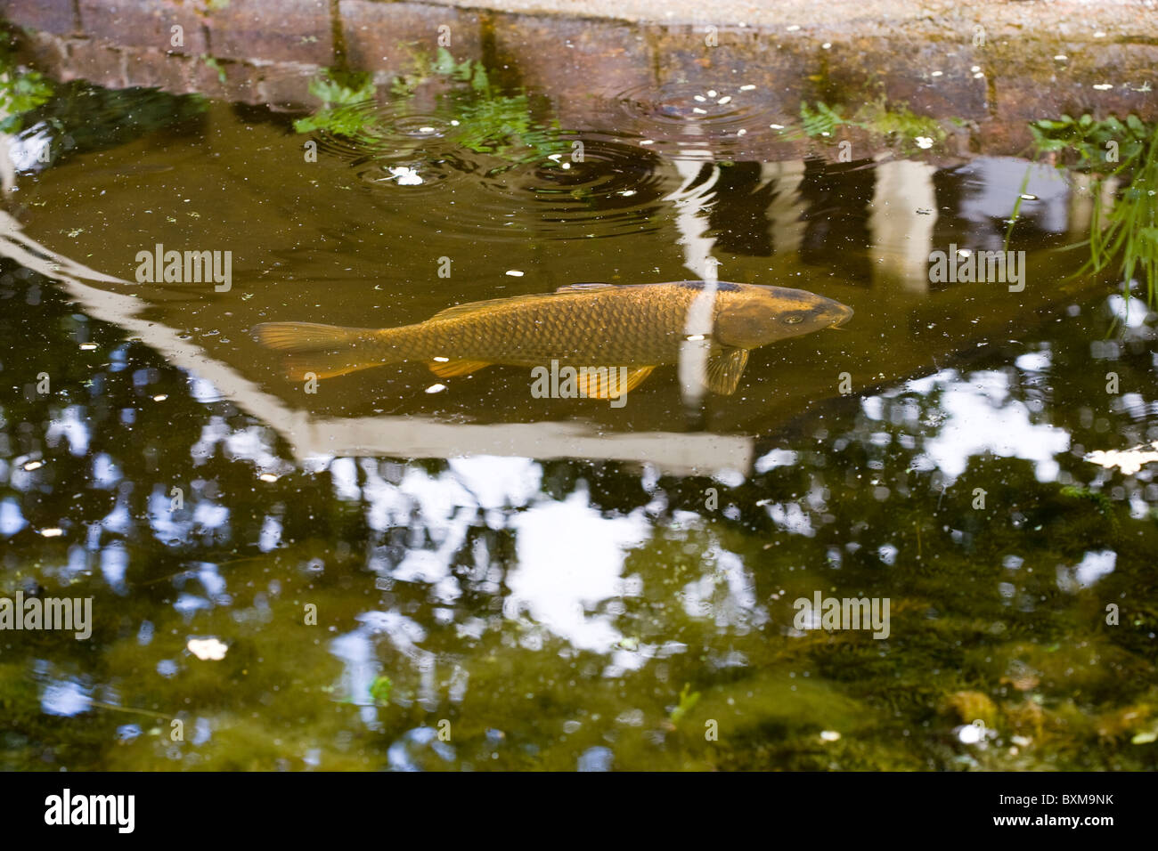 Ghost Khoi poisson carpe dans un étang Banque D'Images