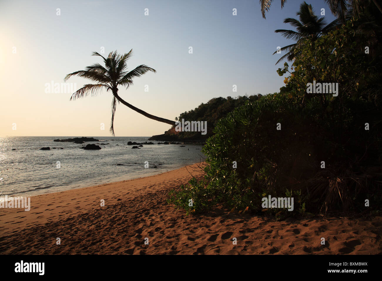 Palmier au cola Beach Goa, Inde Banque D'Images