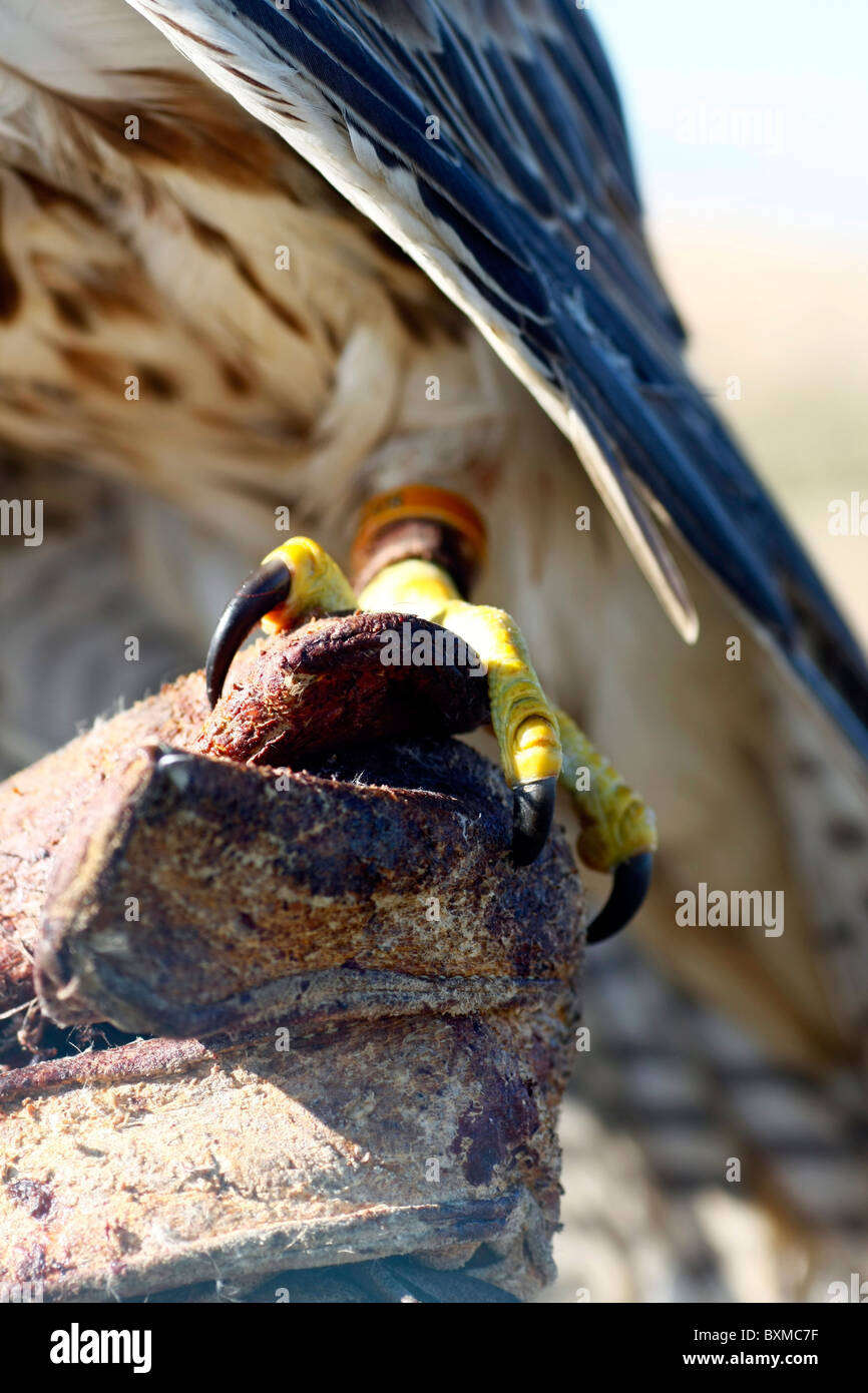 Vue d'un falconer's gant avec un pèlerin au-dessus d'elle. Banque D'Images