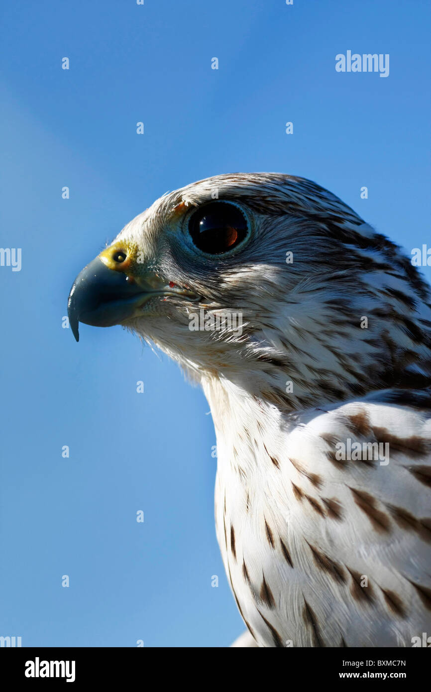 Vue de la tête de faucon, oiseau de proie. Banque D'Images