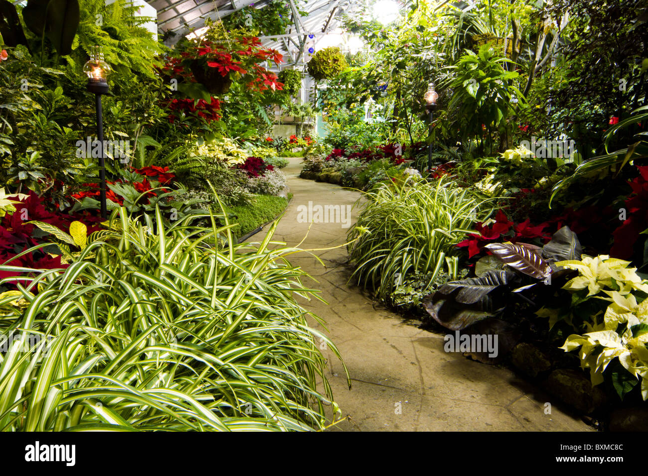 Serre jardin tropical plantes Fleurs Banque D'Images