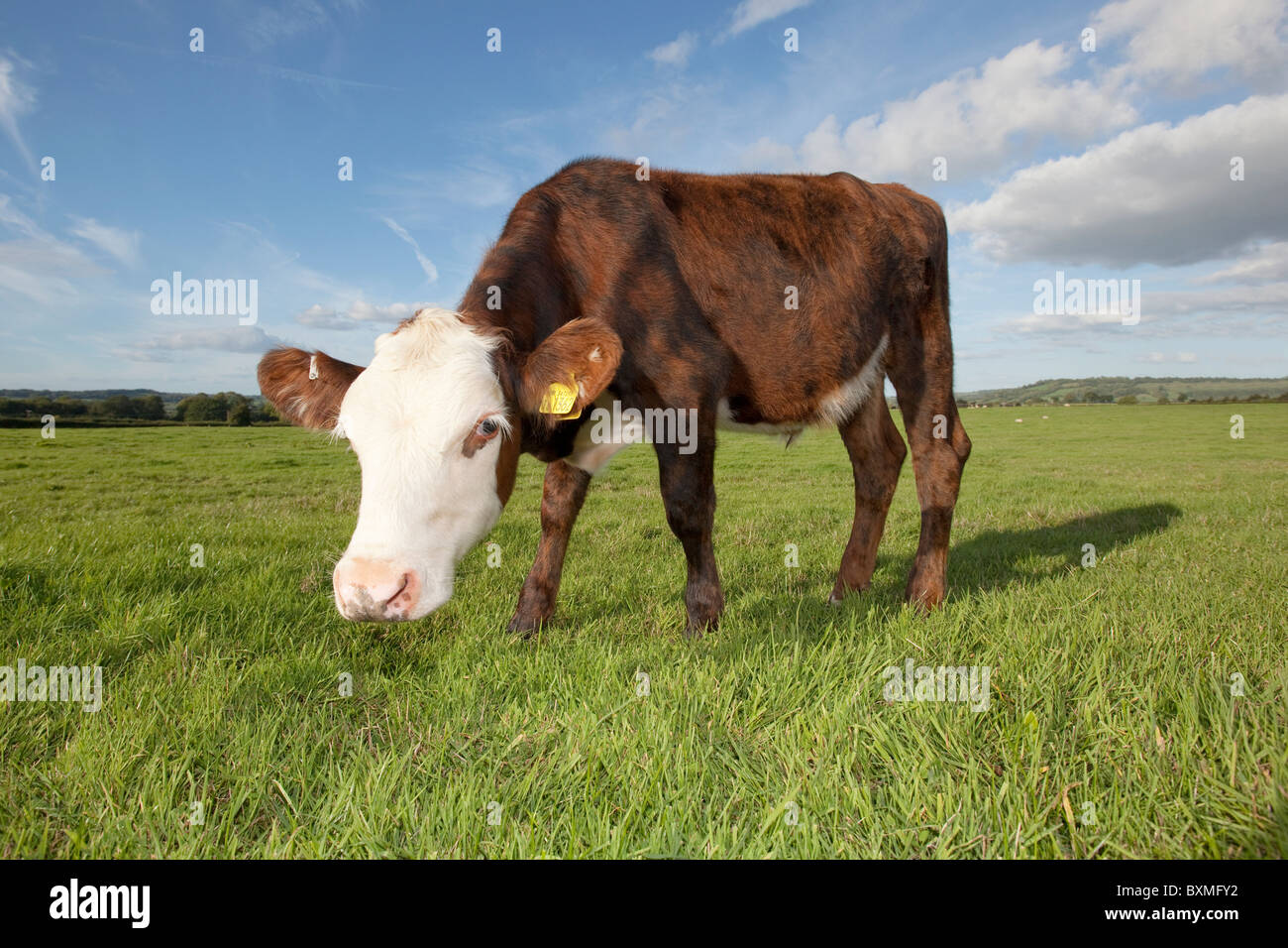 Vache brune dans les champs avec ciel bleu Banque D'Images