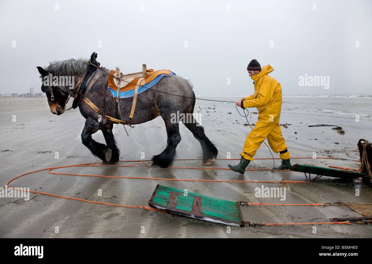 Shrimper et projet de cheval (Equus caballus) avec la pêche des crevettes filet le long de la côte de la mer du Nord, Oostduinkerke, Belgique Banque D'Images
