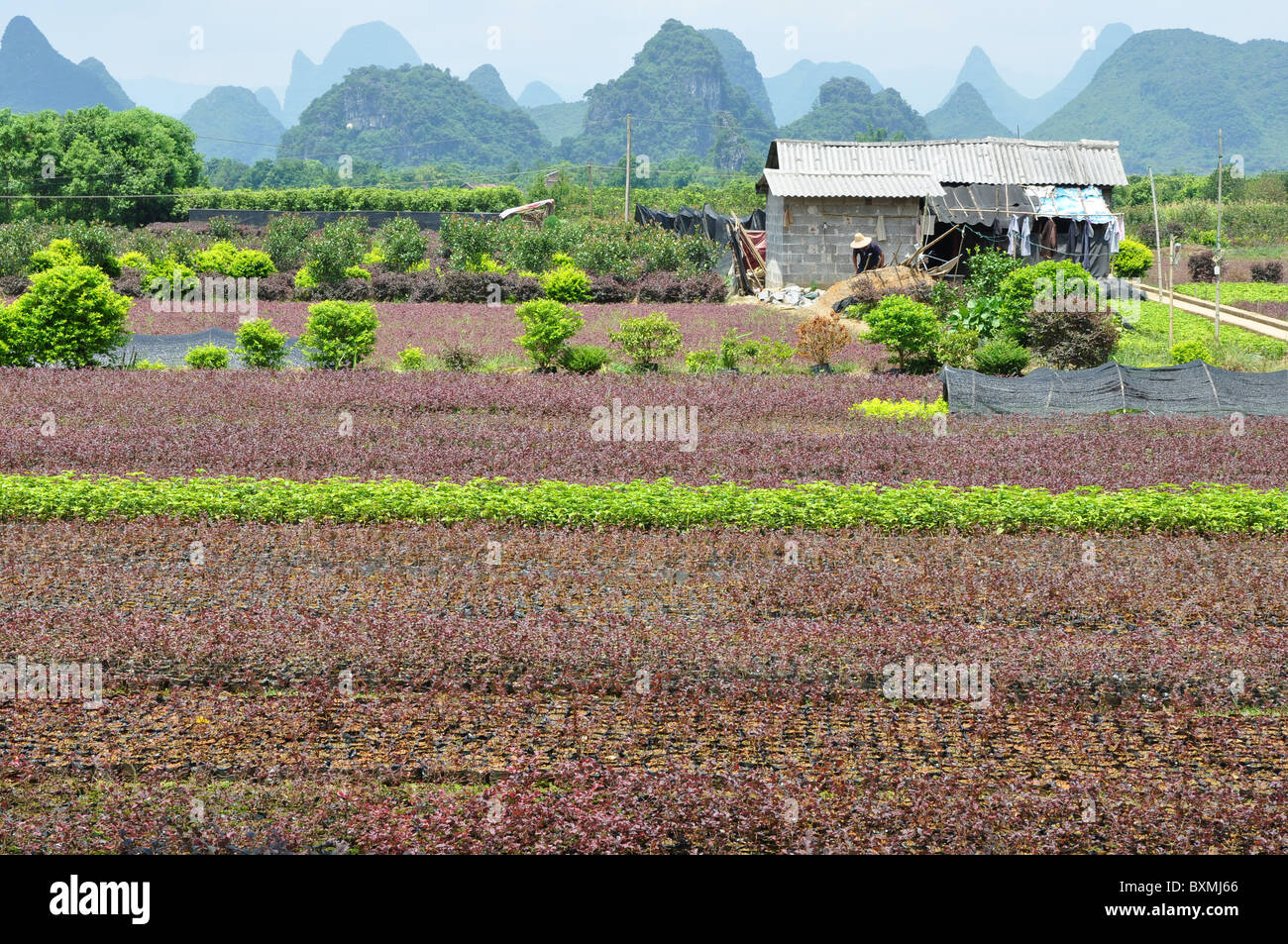 Collines karstiques encadrant le champs dans la région de Guilin fait un beau paysage. Le sud de la Chine Banque D'Images