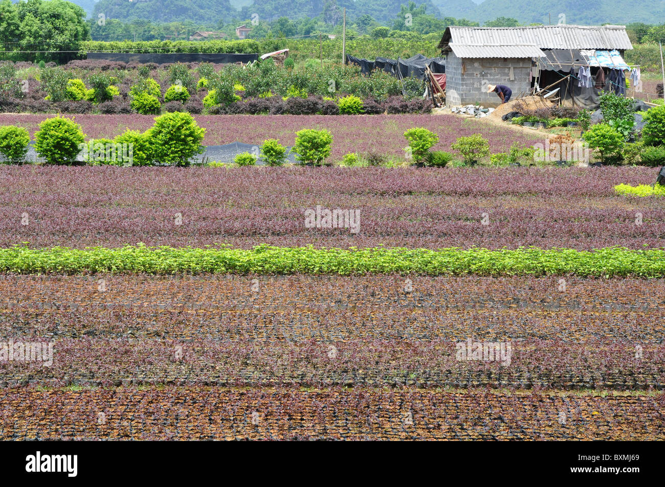 Collines karstiques encadrant le champs dans la région de Guilin fait un beau paysage. Le sud de la Chine Banque D'Images