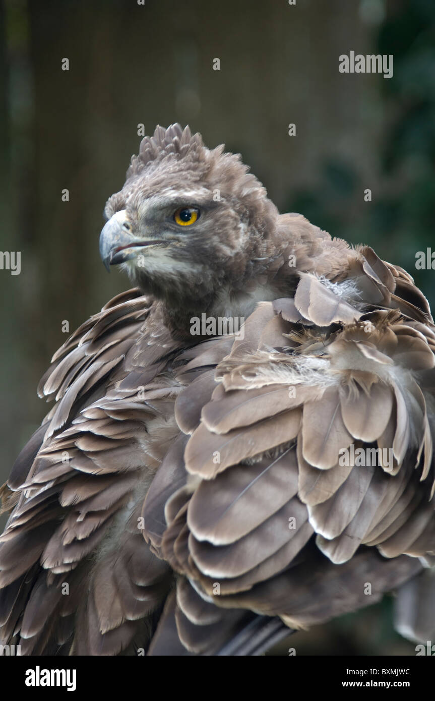 Aigle Martial Polemaetus bellicosus monde des oiseaux en captivité en Afrique du Sud, Cape Town Banque D'Images