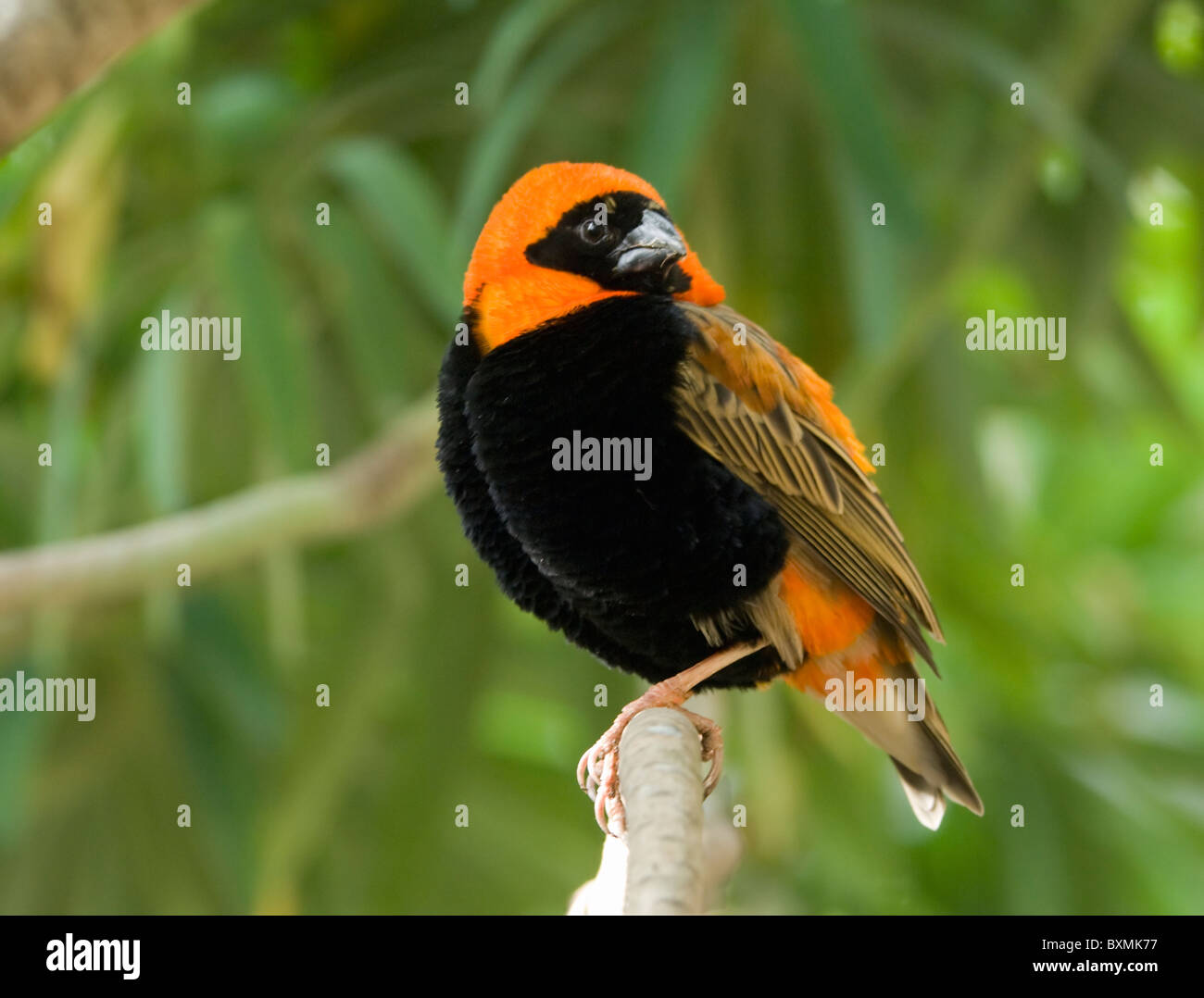 Des oiseaux Banque de photographies et d’images à haute résolution Alamy