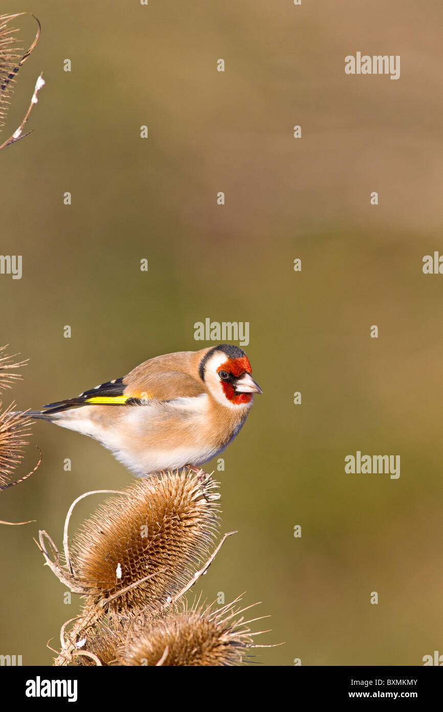 Chardonneret élégant (Carduelis carduelis) sur cardère (Dipsacus fullonum) in garden Banque D'Images