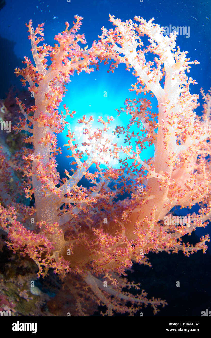 Mer Rouge Corail En bonne santé, riche de corail mou de Ras Mohammed, Shark Reef, Charm ...