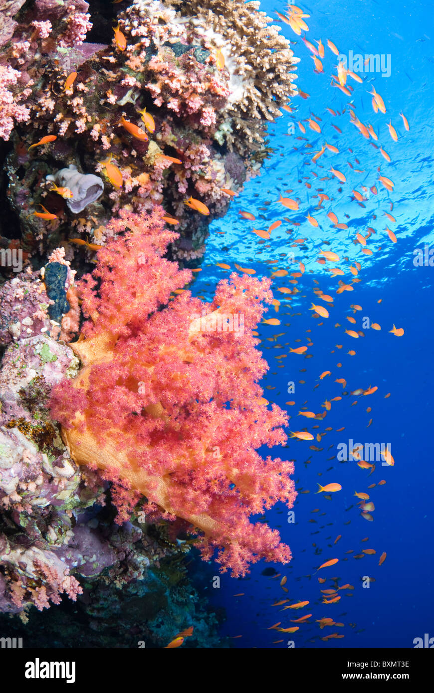 Les récifs coralliens de la mer rouge typique, Shark Reef, parc national Ras Mohammed, Egypte, Mer Rouge Banque D'Images