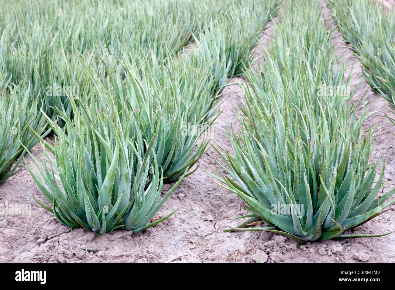 Plantes d'Aloe Vera, la plantation sur le terrain, Banque D'Images