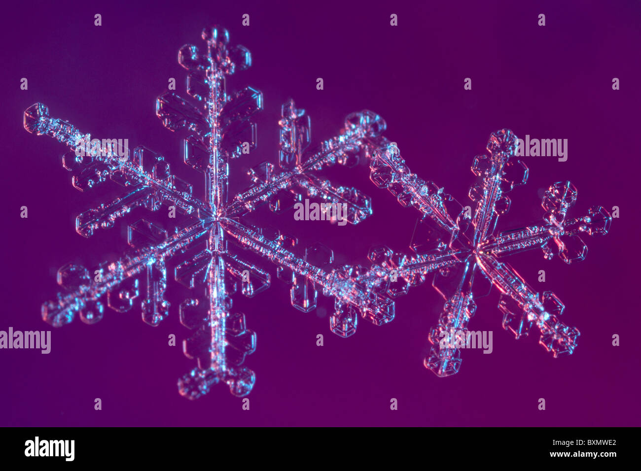 Extreme close-up photo de deux flocons, tourné avec clignote de couleur sur un fond coloré. Banque D'Images