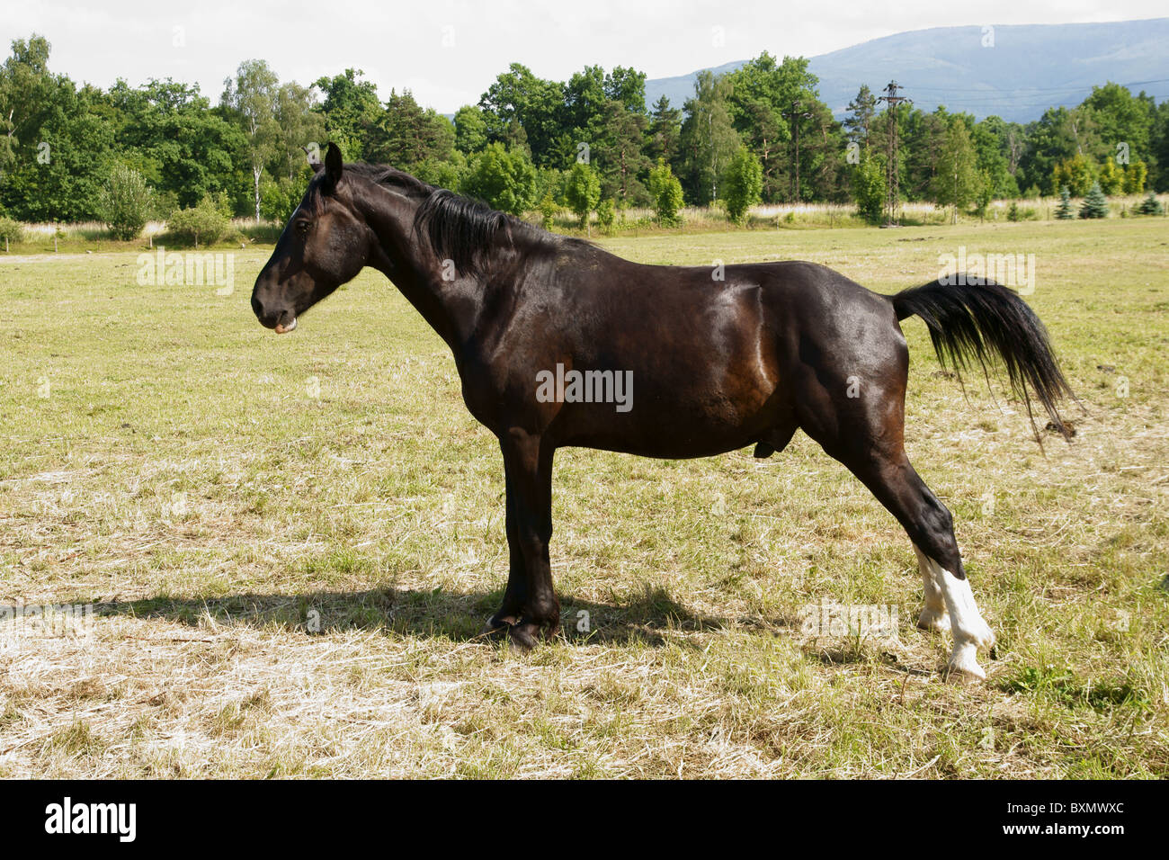Seul cheval brun sur les vertes prairies Banque D'Images