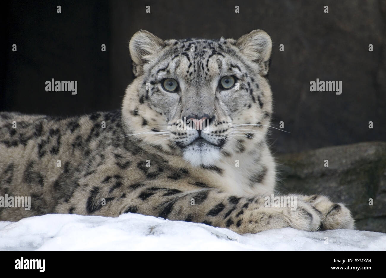 Snow Leopard mâles à la recherche vers la caméra Banque D'Images