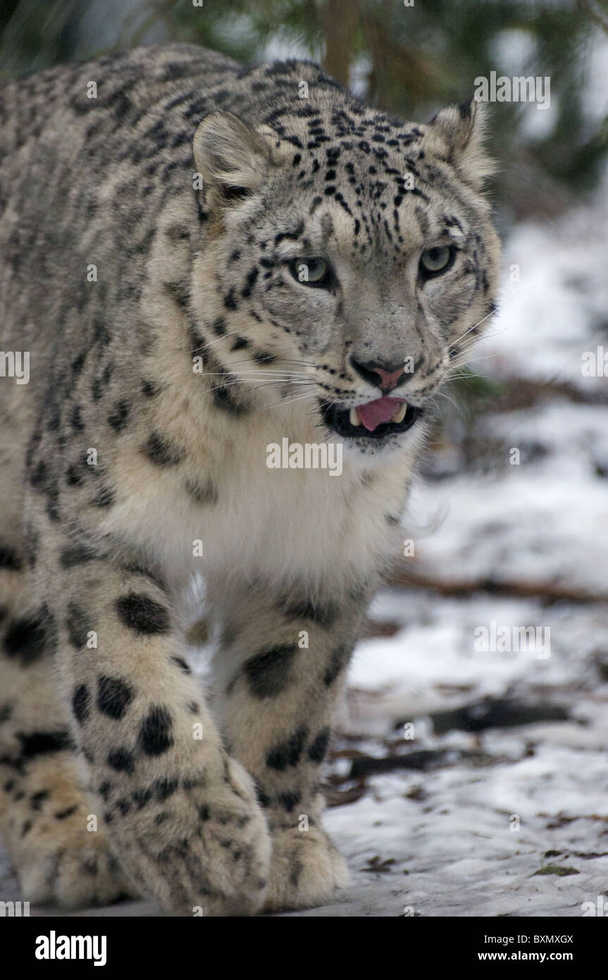 Femme snow leopard walking towards camera Banque D'Images