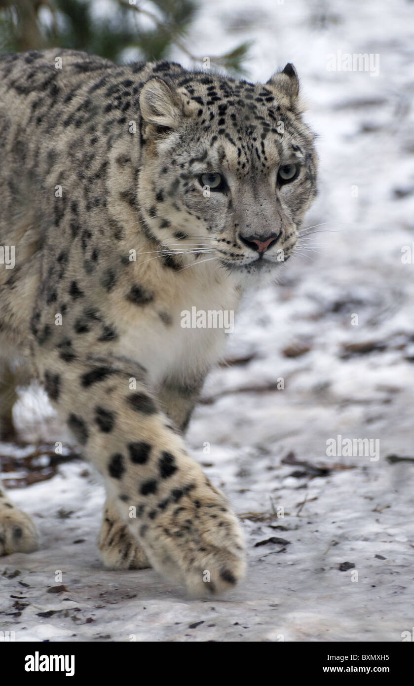 Femme snow leopard walking towards camera Banque D'Images
