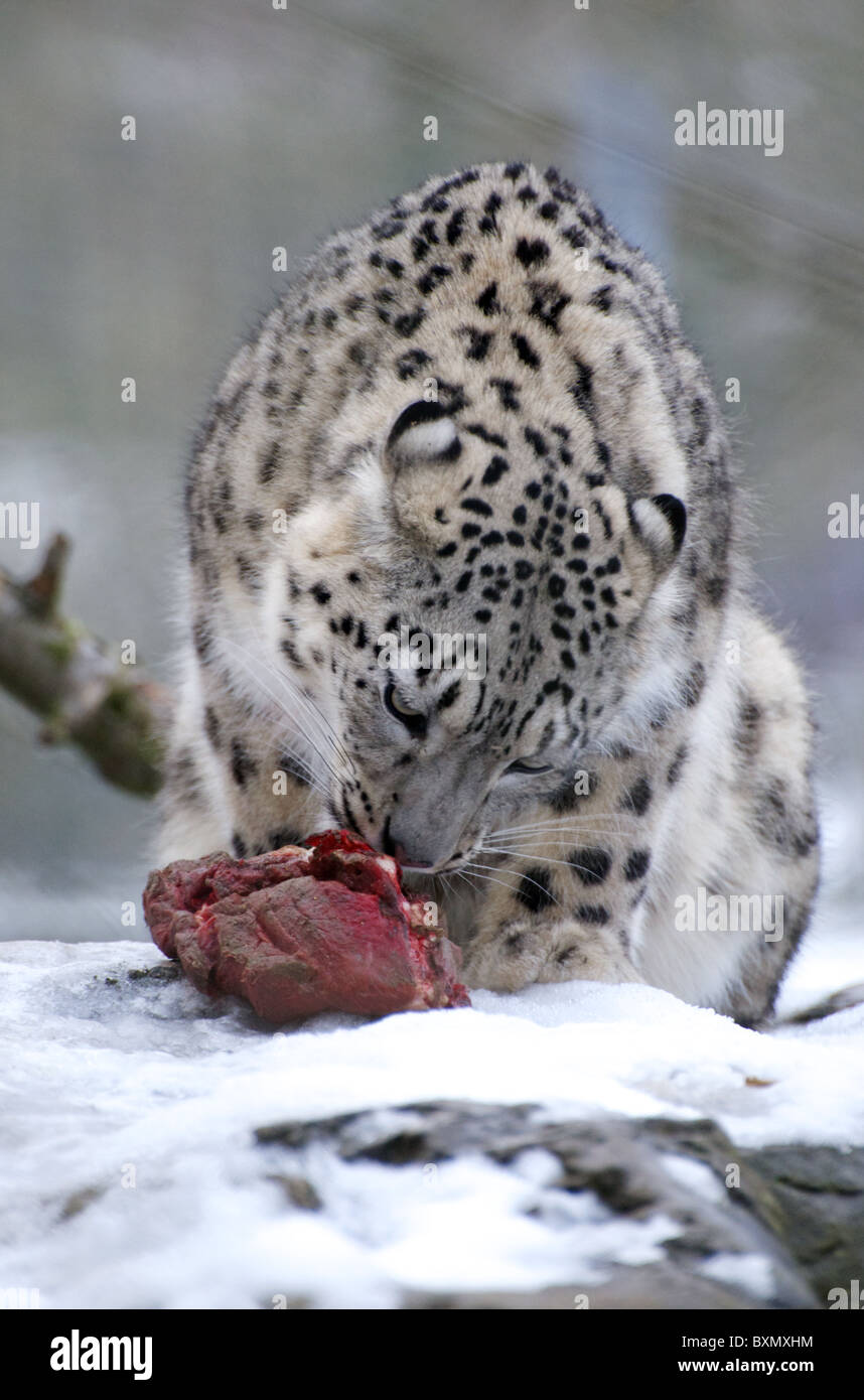 Snow Leopard femme manger un morceau de viande Banque D'Images