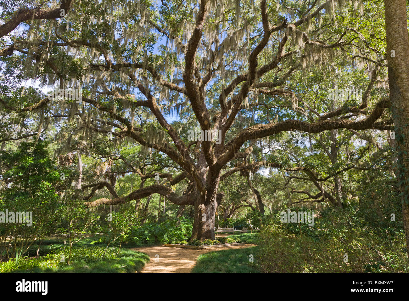 Grand Live Oak tree in Washington Oaks Gardens State Park sur la côte Est de la Floride Banque D'Images