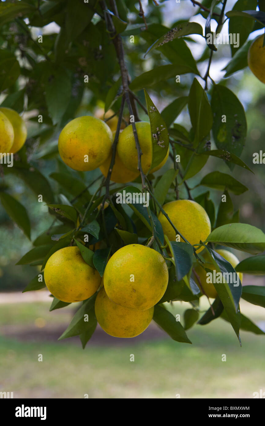 Les oranges qui poussent sur un arbre en Floride Banque D'Images