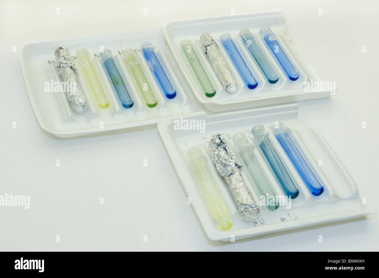 Expérience de la photosynthèse. Voir la description d'explication. Banque D'Images