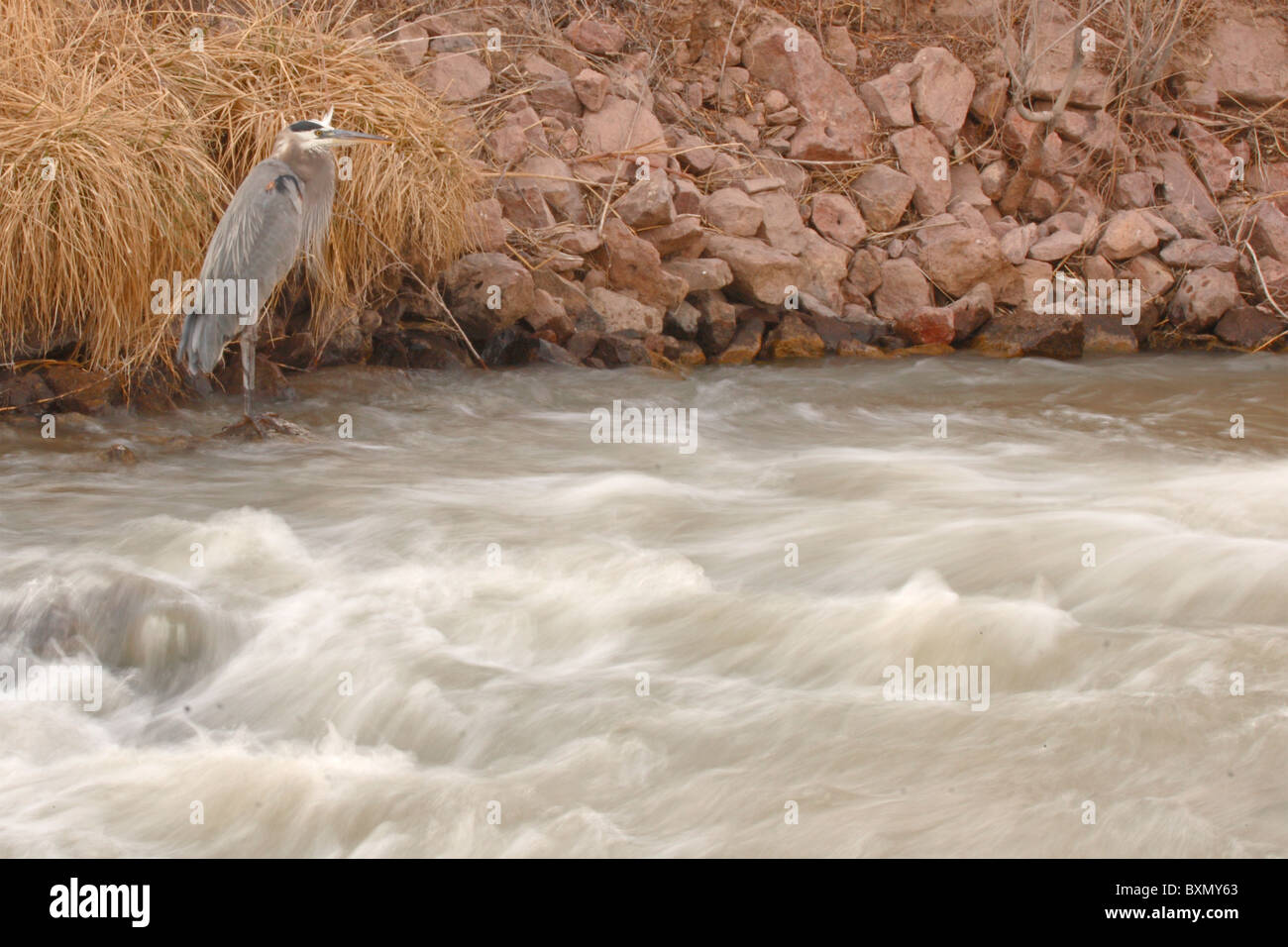 Un grand héron bleu aux côtés de la ruée vers l'eau douce de. Banque D'Images Un grand héron bleu aux côtés de la ruée vers l'eau douce de. Banque D'Images