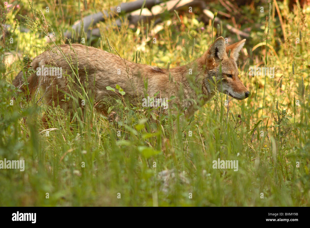 Un coyote chasse dans les hautes herbes. Banque D'Images