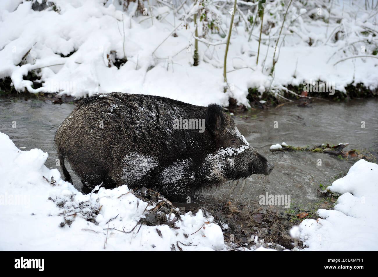 Le sanglier (Sus scrofa) sow à la recherche de nourriture dans un ruisseau après tempête de neige - Louvain-La-Neuve - Belgique Banque D'Images