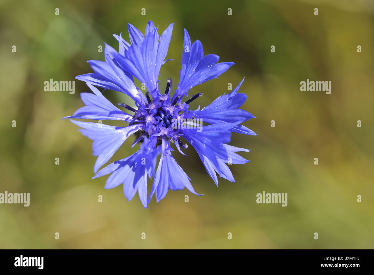 - Hurtsickle - Bleue bleuet (Centaurea cyanus) floraison dans un champ - détail d'une fleur - Cévennes - France Banque D'Images