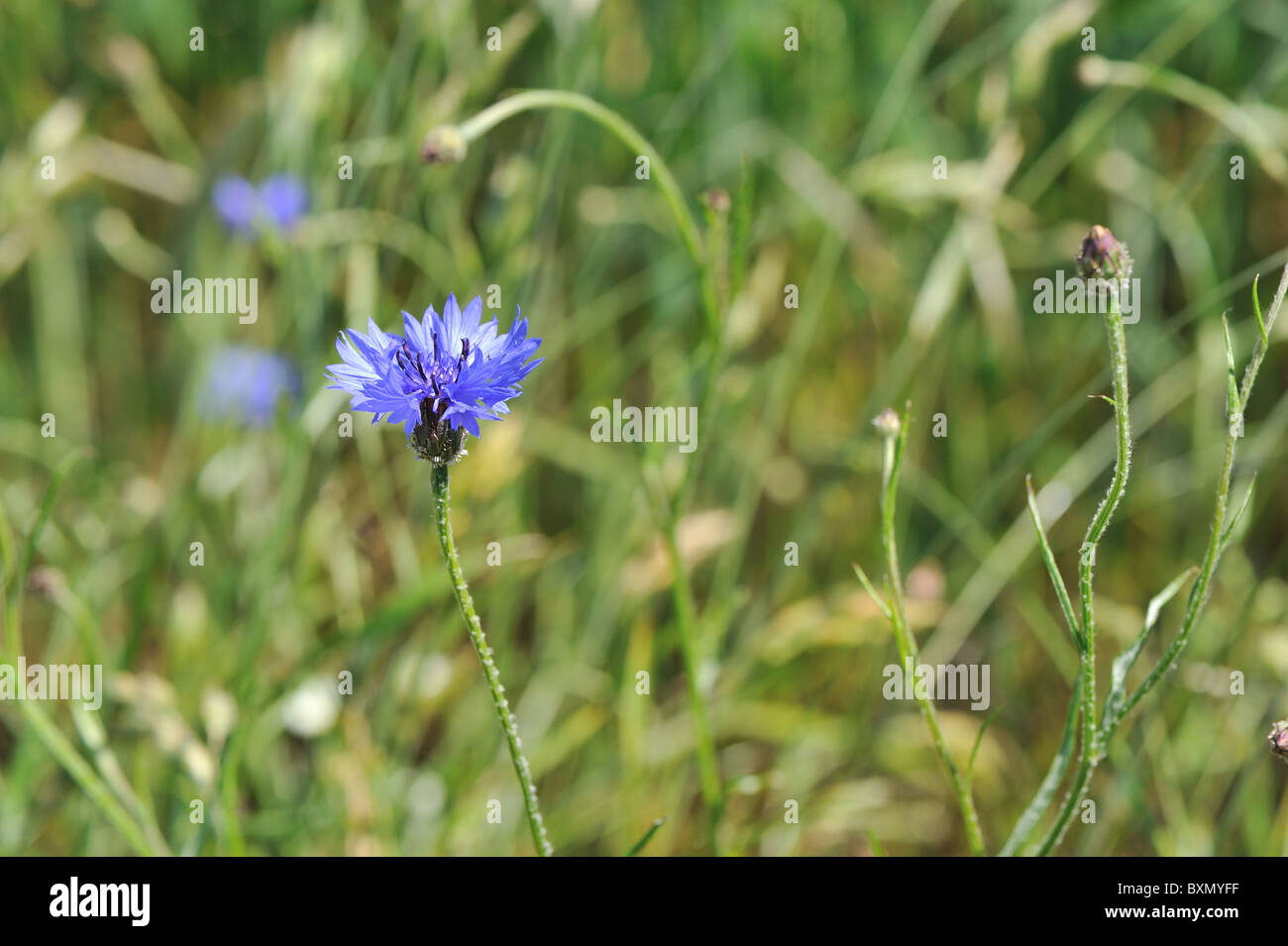 - Hurtsickle - Bleue bleuet (Centaurea cyanus) floraison dans un champ - Cévennes - France Banque D'Images
