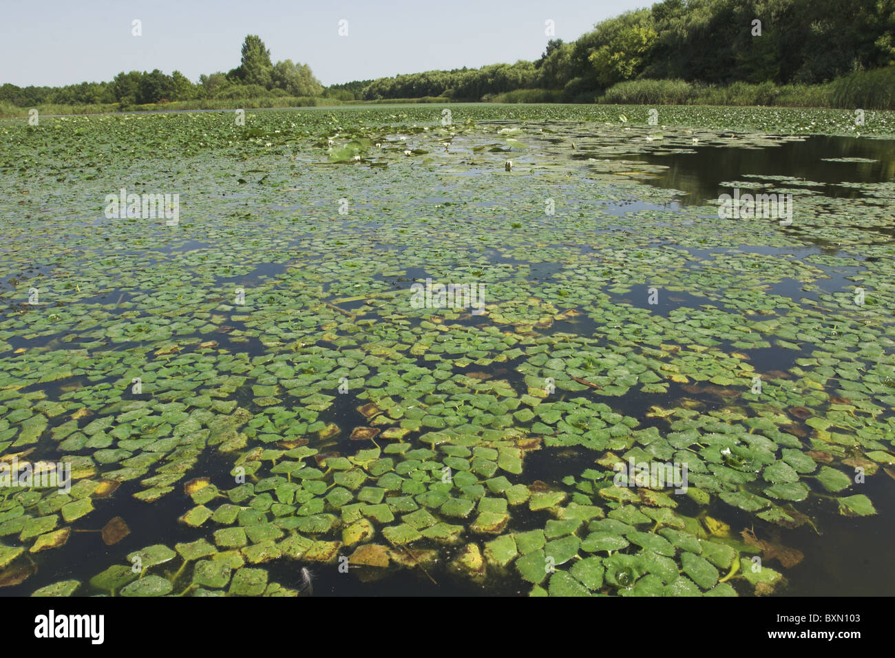 La Hongrie, de l'eau sur le Kis-Balaton caltrop Banque D'Images