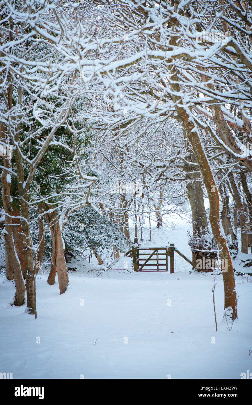 Porte couvert de neige dans les bois de Holford dans Somerset Banque D'Images