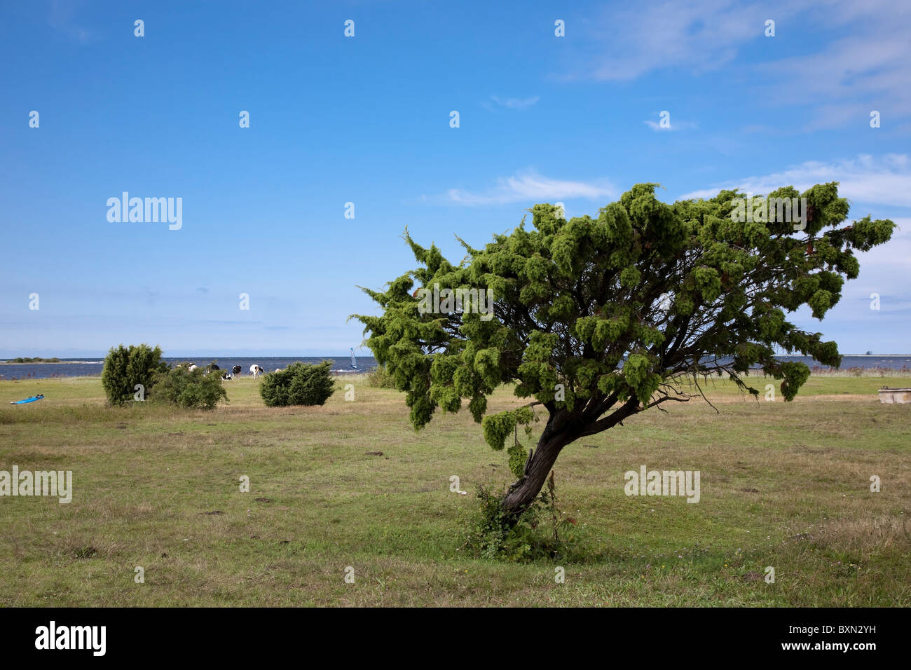 Genévrier, Juniperus communis, façonnée par le vent, Gotland, Suède. Banque D'Images