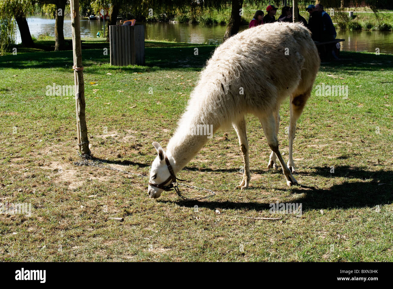 Un lama enchaîné et le pâturage sur les rives de la rivière Vilaine Redon France. Banque D'Images