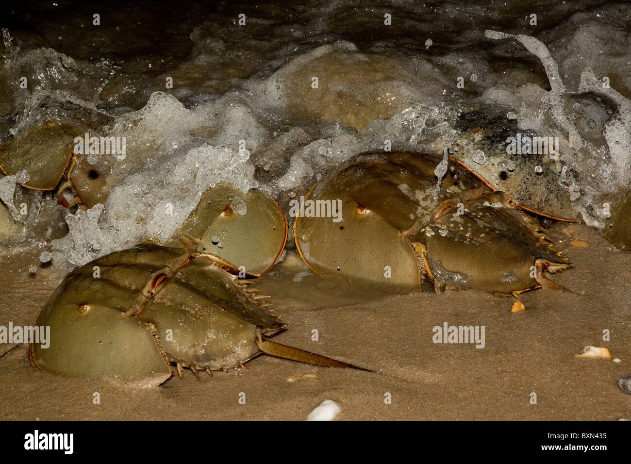 Limules frayant dans surfez sur le Delaware, États-Unis Banque D'Images