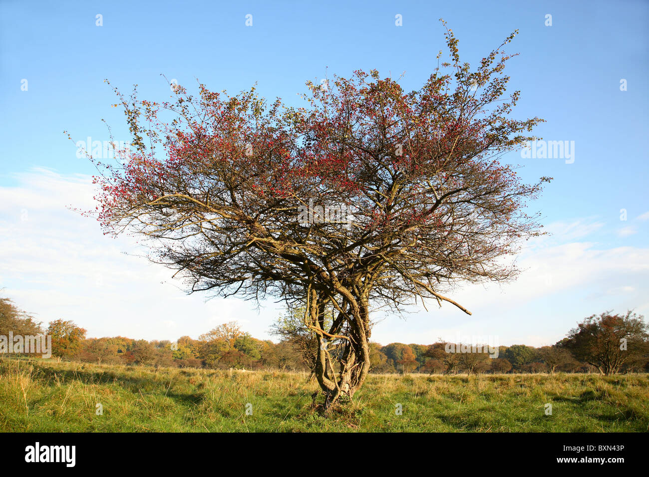 Arbre de Hawthorn aux baies rouges contre un ciel bleu d'automne à Dyrehaven, Eremitagen, l'Hermitage, au nord de Copenhague, Danemark. Banque D'Images