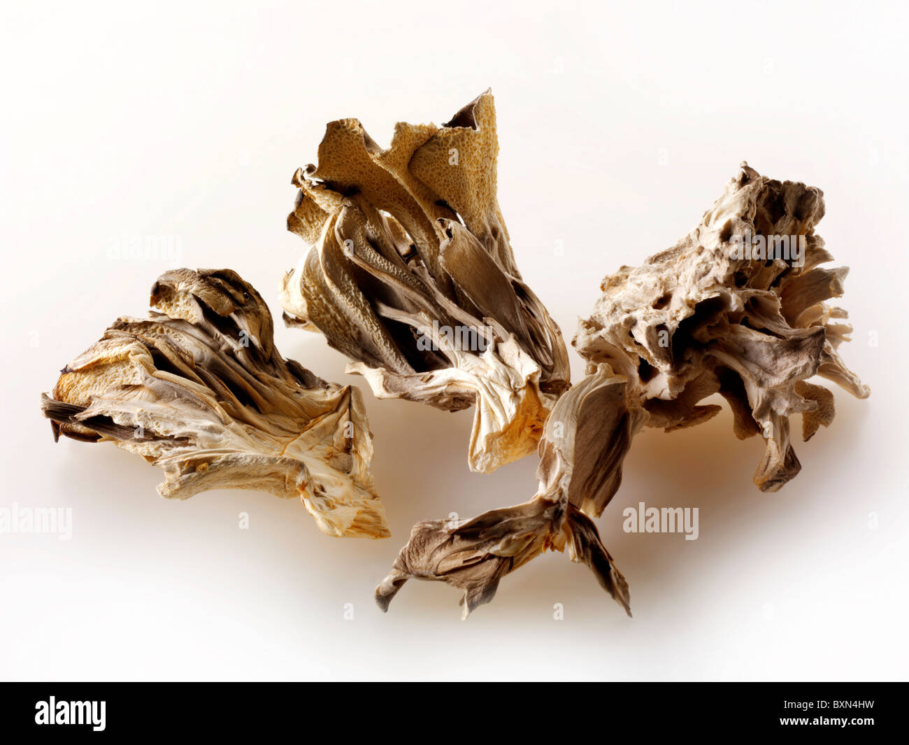 Les champignons Maitake séchées Banque D'Images