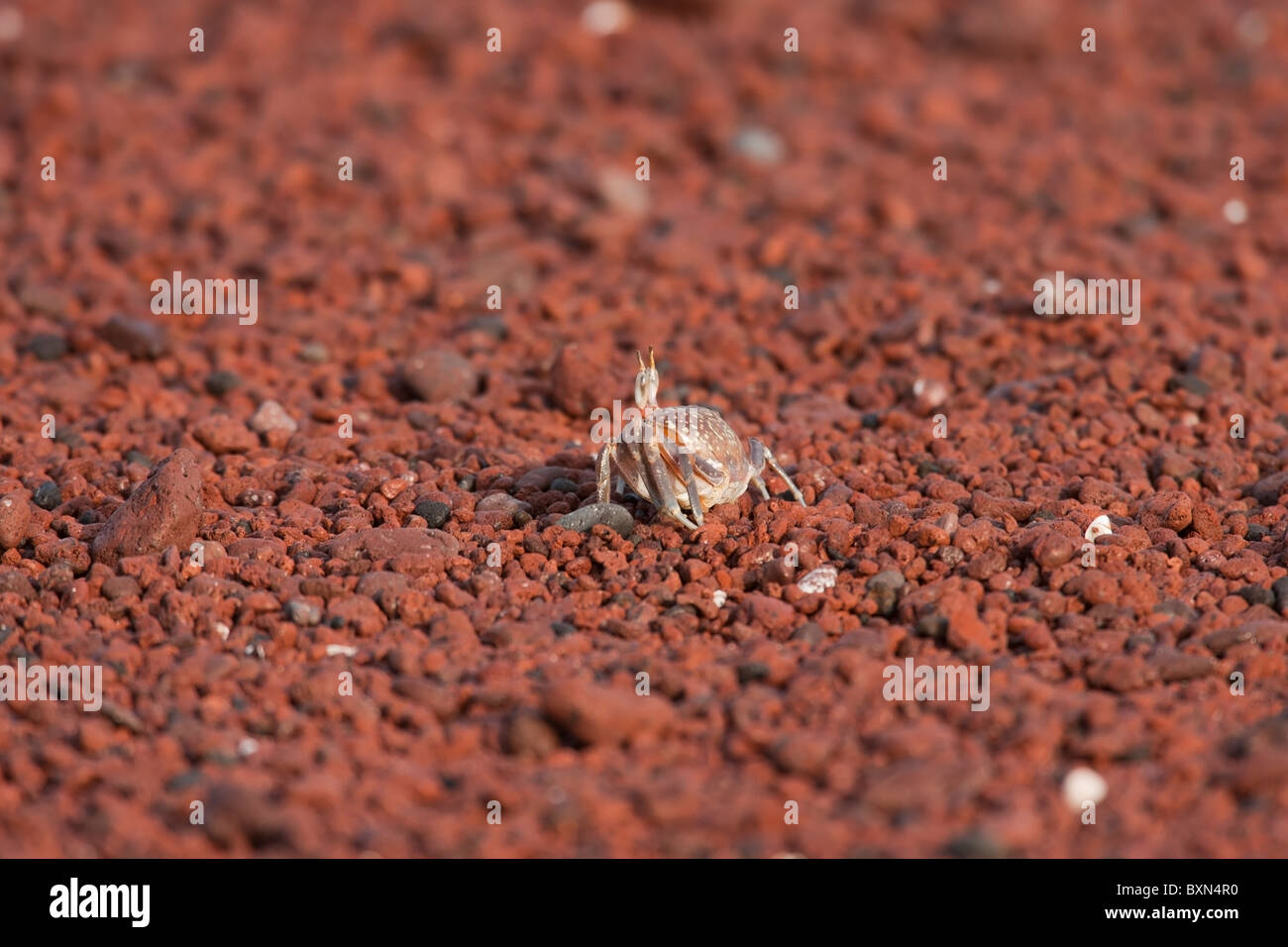 Le crabe fantôme (Ocypode gaudichaudii) sur une quête de Red Rock Beach sur l'île de Rabida, Galapagos. Banque D'Images