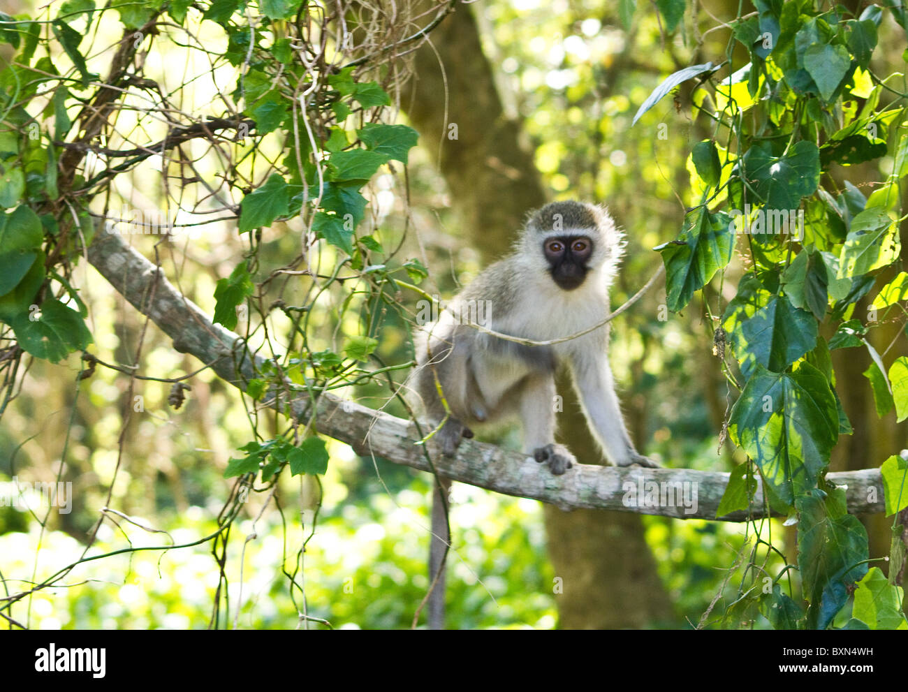 Jeune singe dans les arbres Banque D'Images