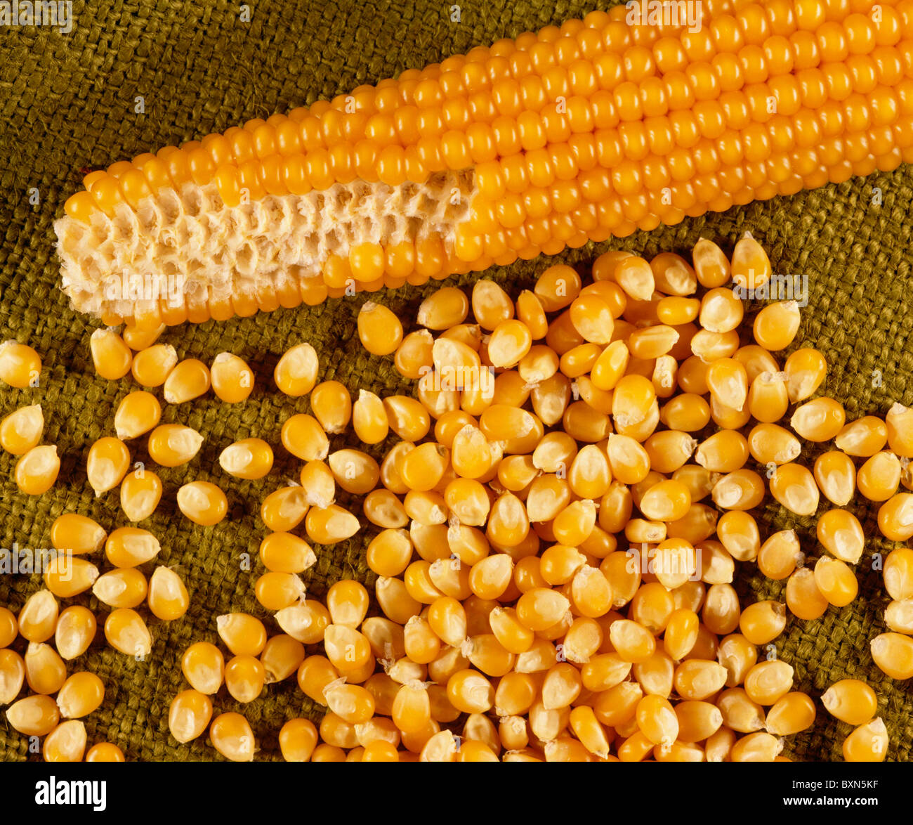TYPE DE PERLES, du pop-corn (ZEA MAYS EVERTA) / STUDIO Banque D'Images
